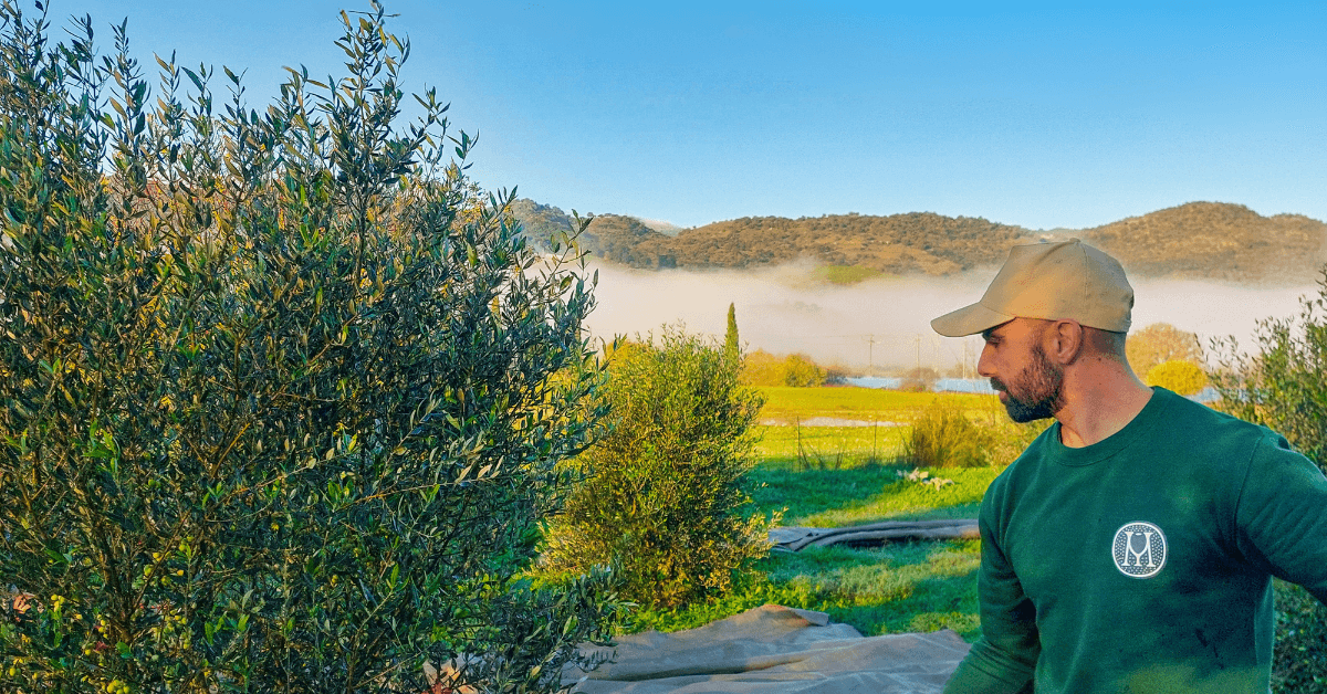 Apostolos examining Koroneiki olives during harvest