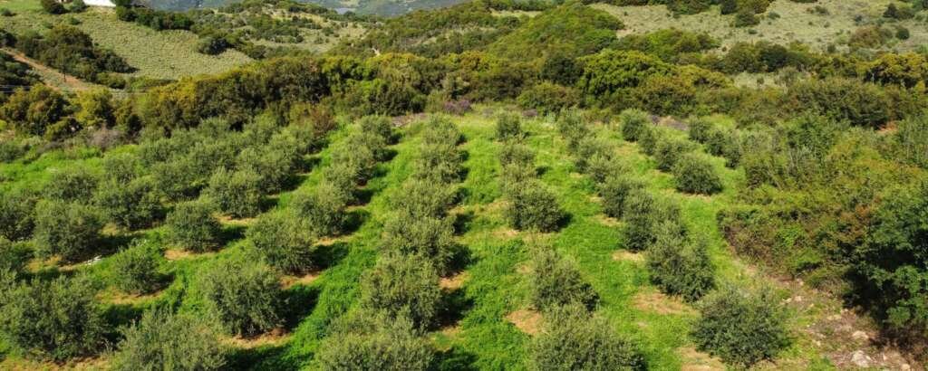 OUR GROVE