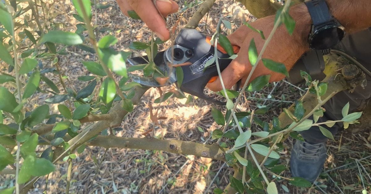 Αφαίρεση λαίμαργου βλαστού από κορμό ελιάς στον ελαιώνα Medéleon στην Κατούνα