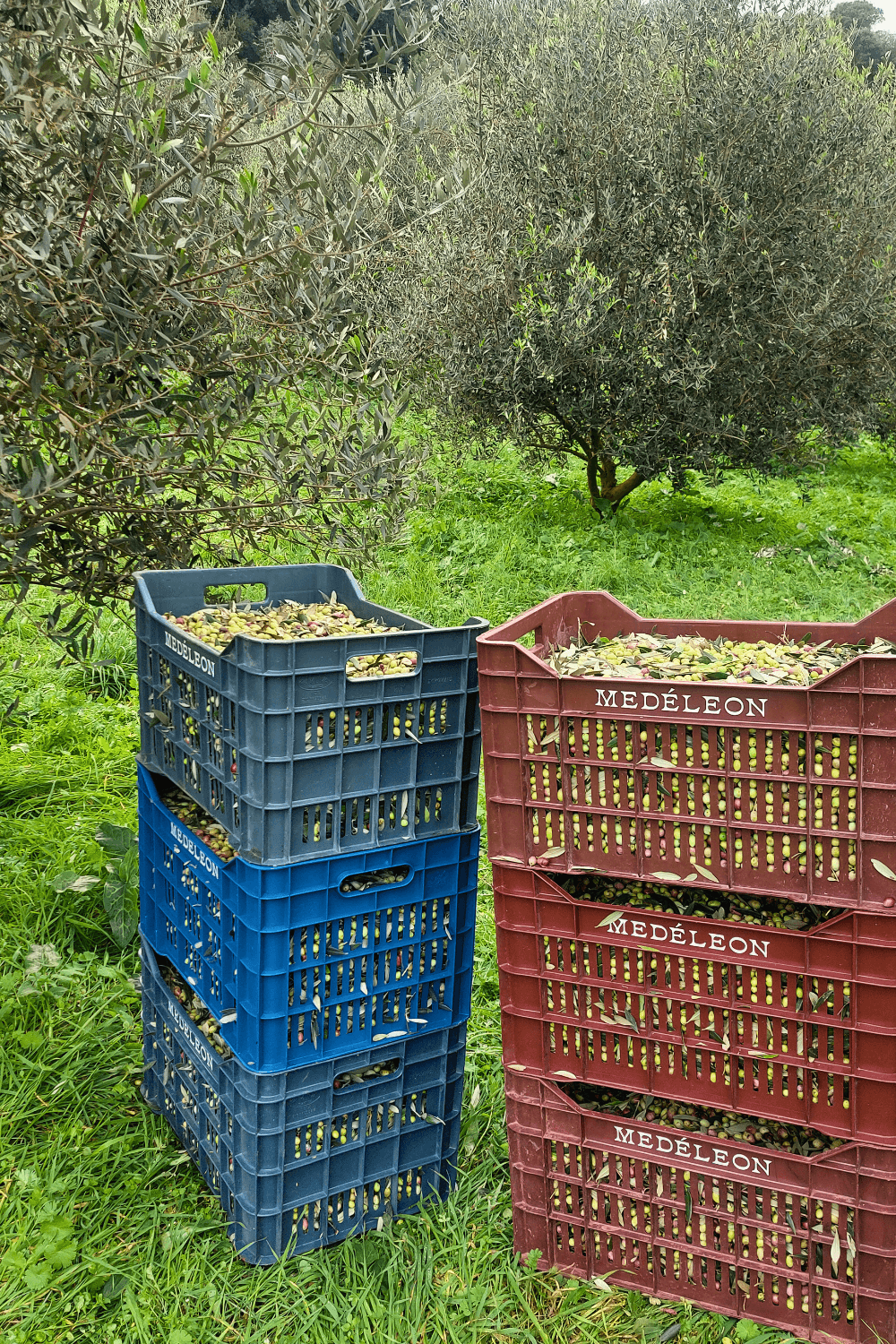 olive harvest